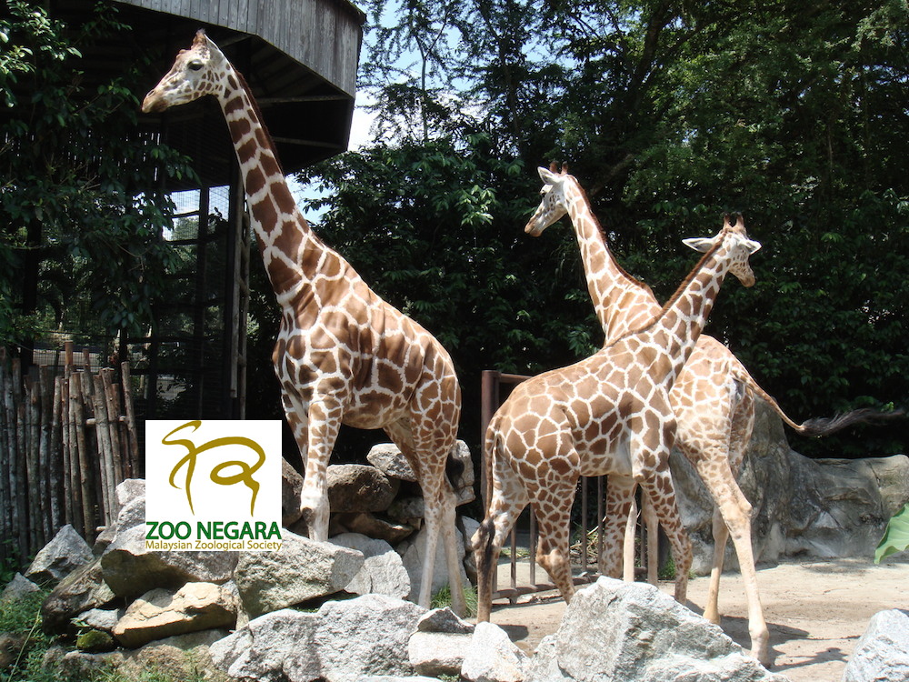 Zoo Negara - Goticket.my